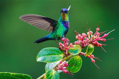 Kolibri auf Nahrungaufnahme